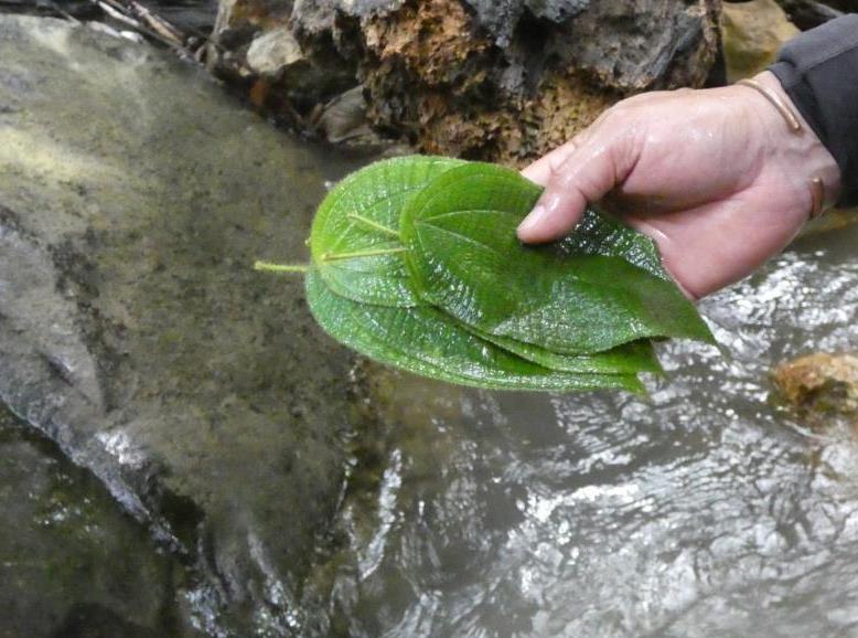 Four soapbush leaves are enough for handwashing