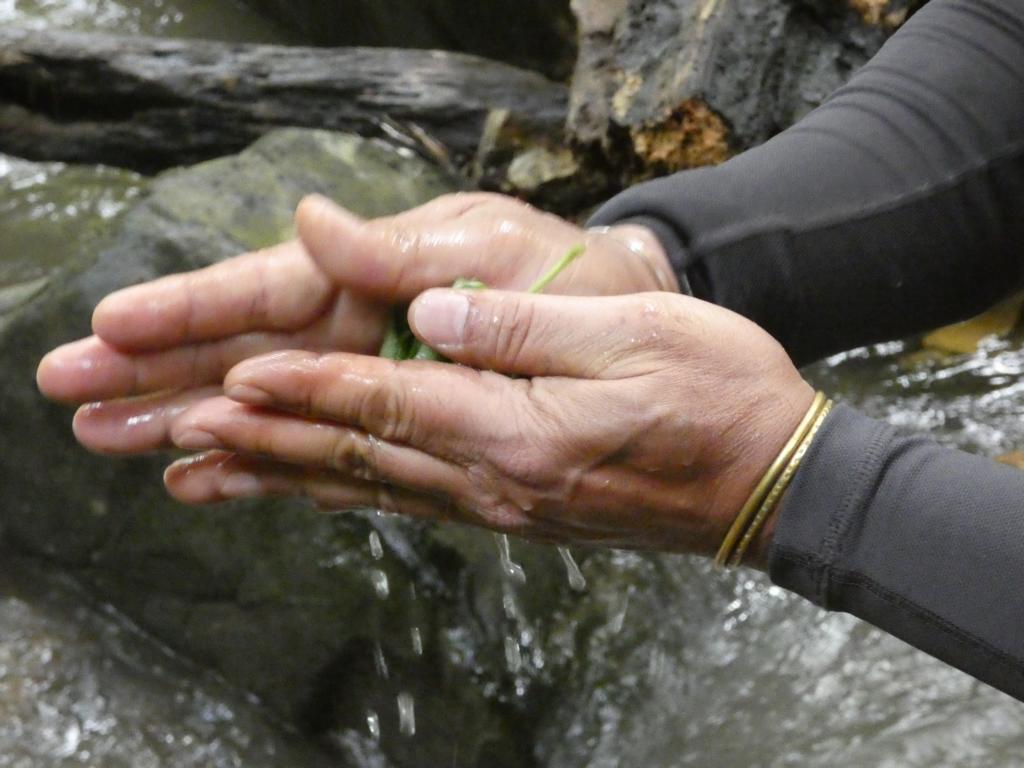 Rolling the soapbush leaves in hand