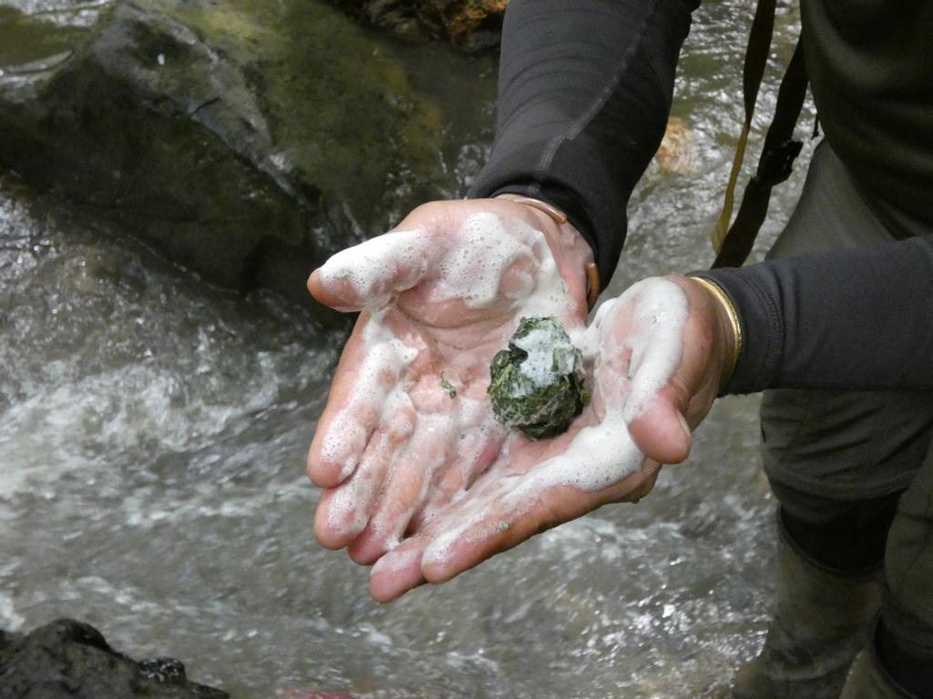 The rolled soapbush leaves, together with water, form a rich foamy lather