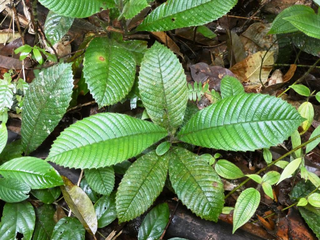 Sandpaper plant (Tetracera scandens)