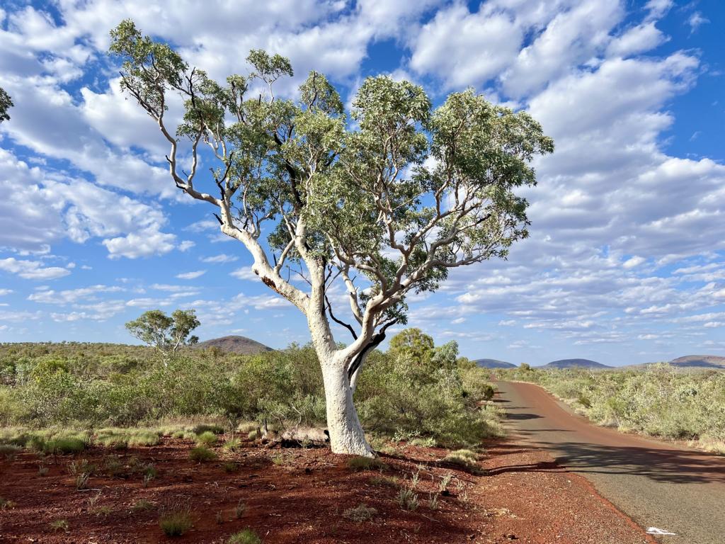 A White-bark Snappy Gum