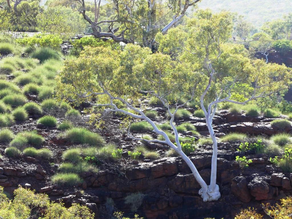 A White-bark Snappy Gum at Karijini NP