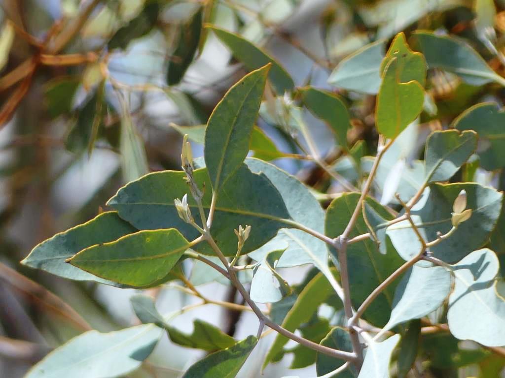Leaf shape and axillary inflorescences of White-bark Snappy Gum trees.