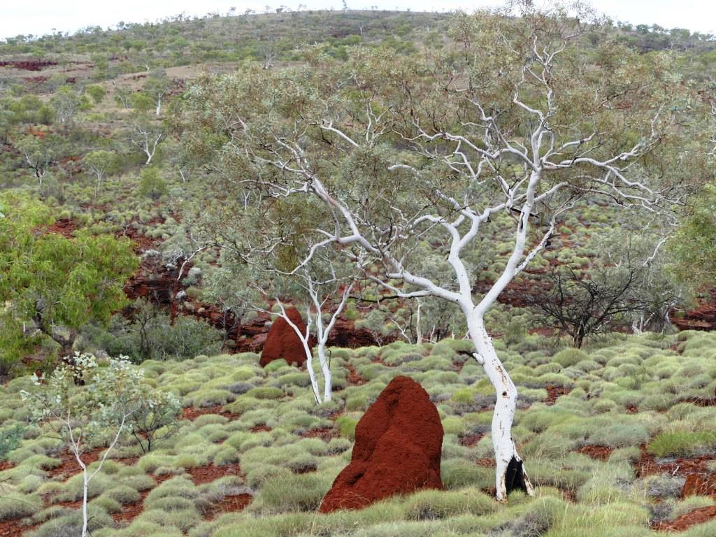 Another White-bark Snappy Gum at Karijini NP