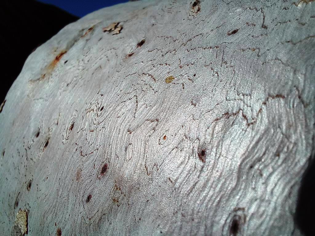 Bark of White-bark Snappy Gum trees.