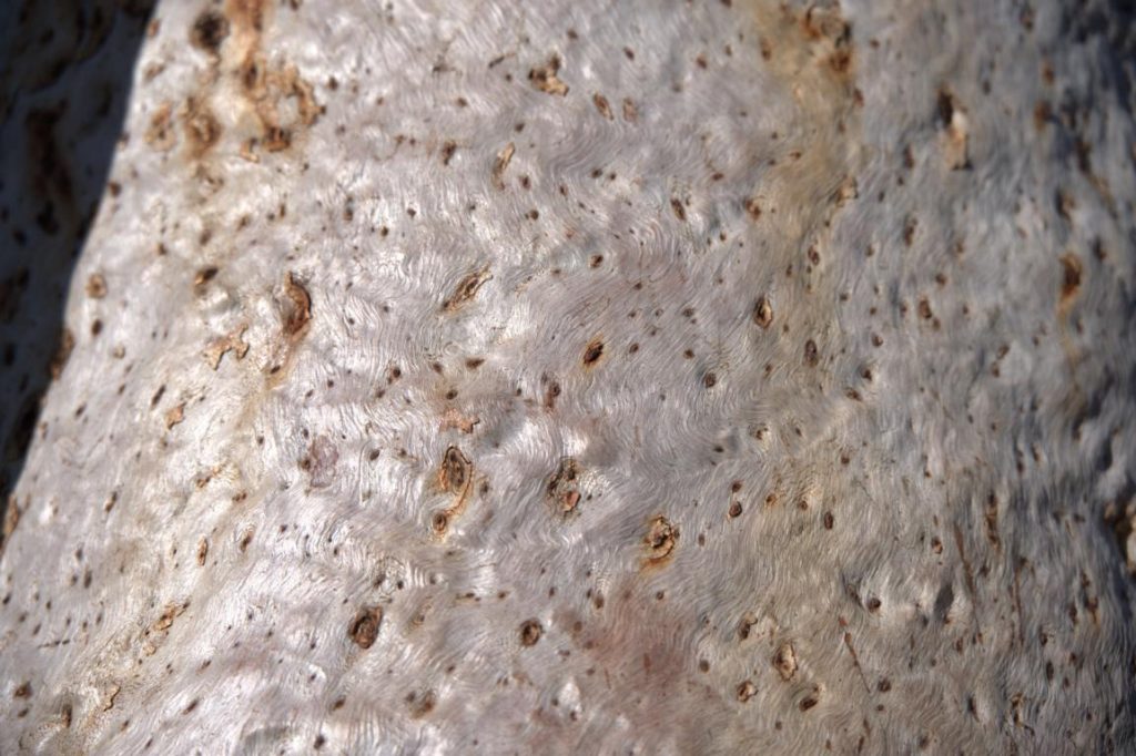 Bark of White-bark Snappy Gum trees.