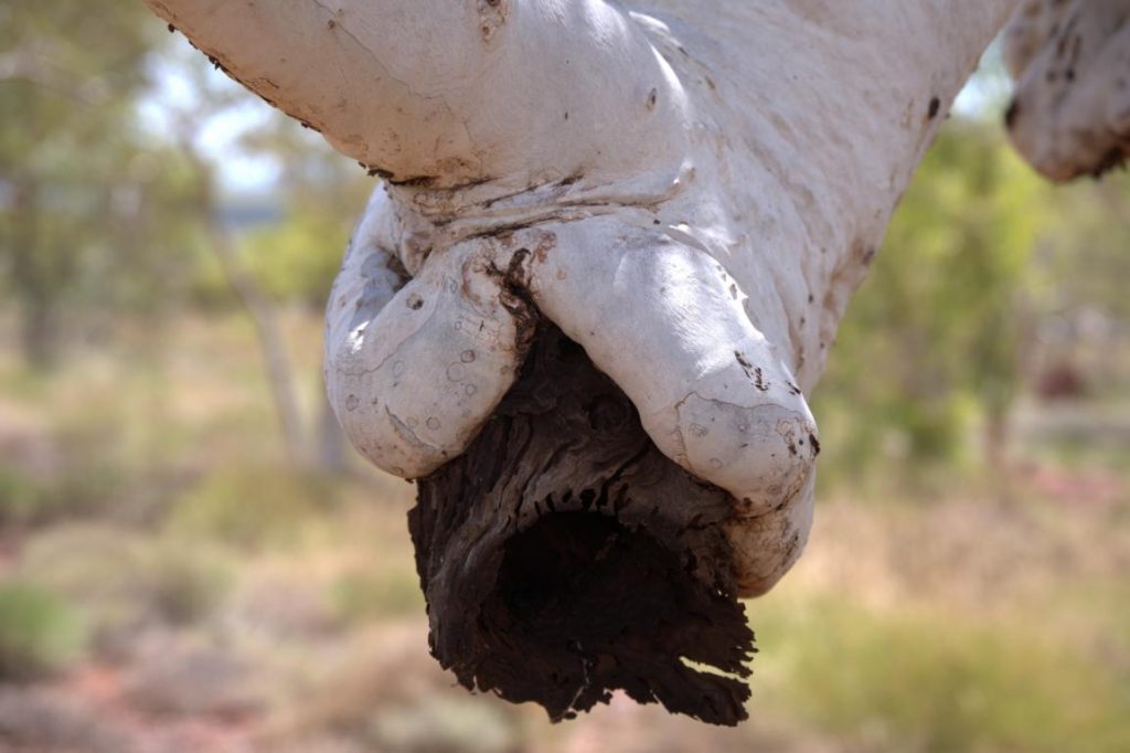 The white bark is overflowing the dark, dead wood.