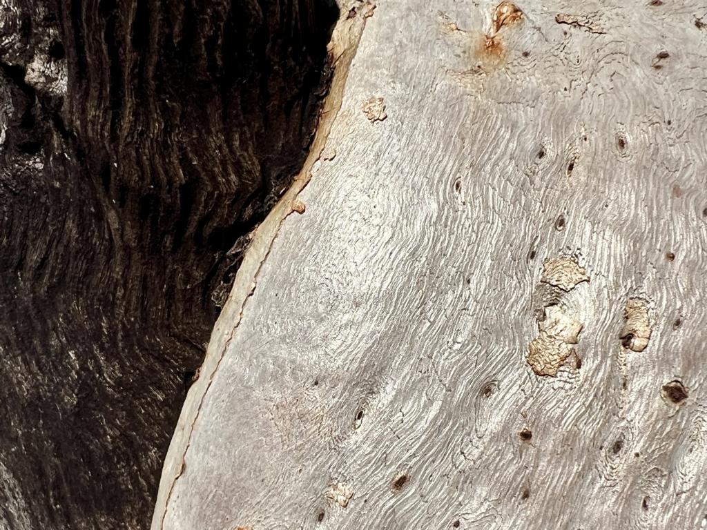 And the color contrast between wood and bark is gorgeous