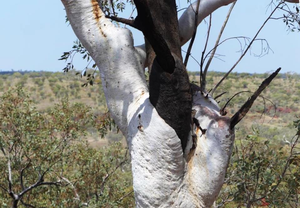 The white bark is overflowing the dark, dead wood.