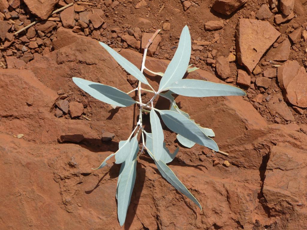 Leaf shape of Little Ghost Gum trees.