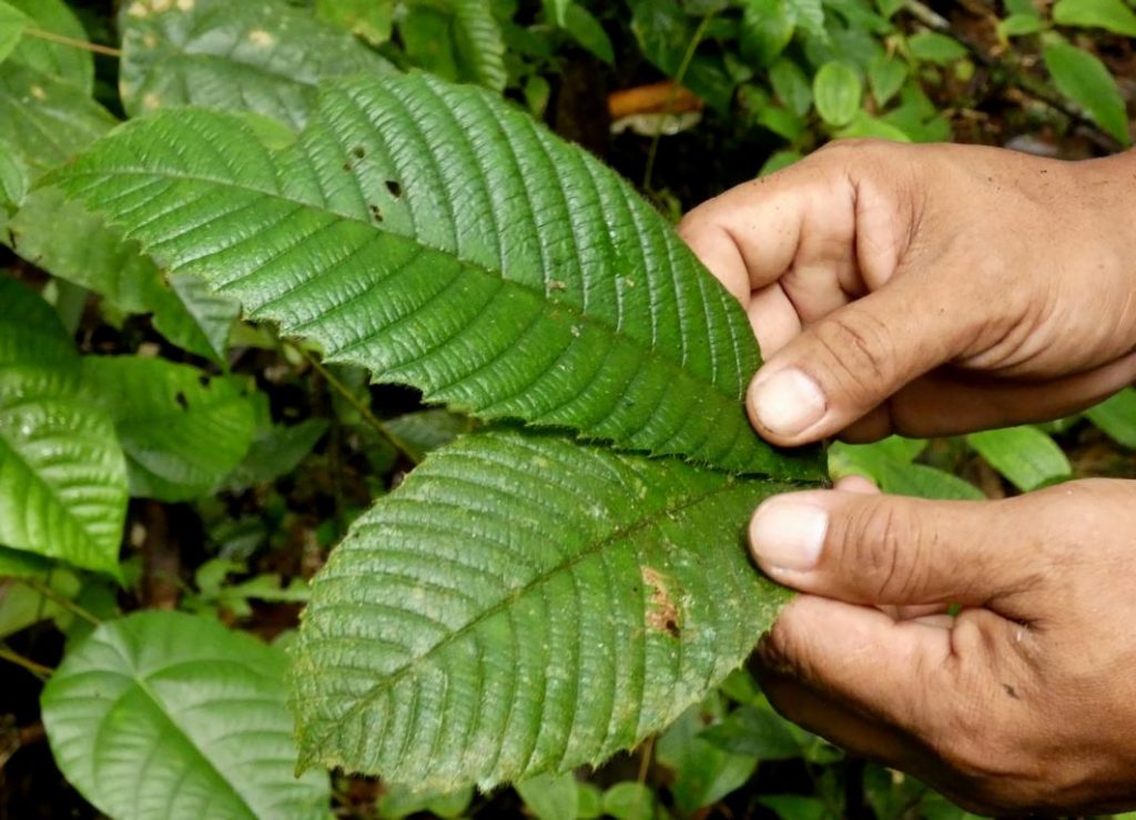 Leaves of a sandpaper plant for polishing the blowpipe barrel