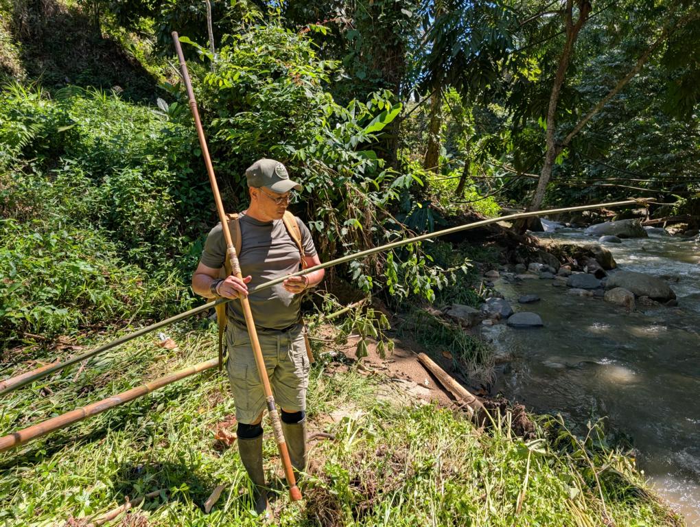 Long internode distances on a Blowpipe bamboo.