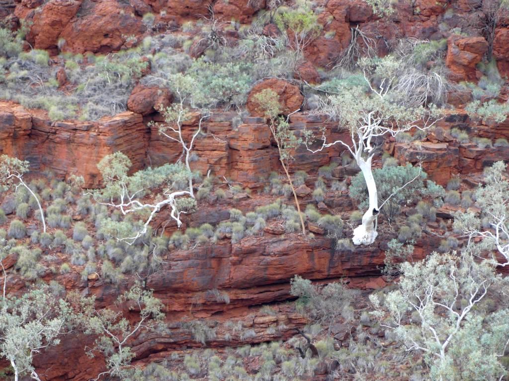 White-bark Snappy Gum tree at Dales George in Karijini NP.