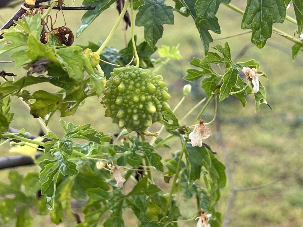 Momordica charantia var. muricata bitter gourd on the vine.