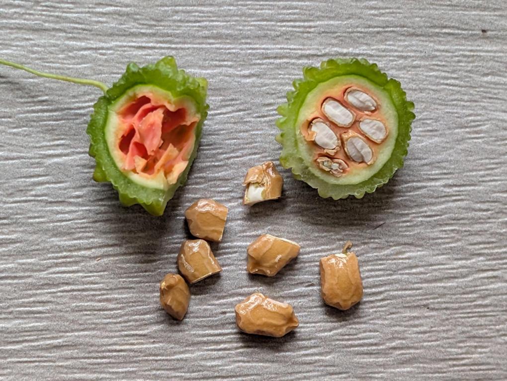 Cut open of a Momordica charantia var. muricata bitter gourd