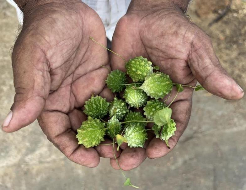 Another handful of Momordica charantia var. muricata (Willd.) Chakrav. bitter gourds