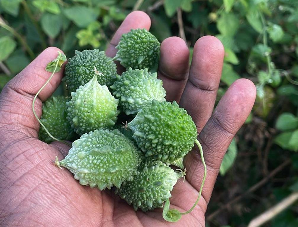 A handful of Momordica charantia var. muricata (Willd.) Chakrav. bitter gourds