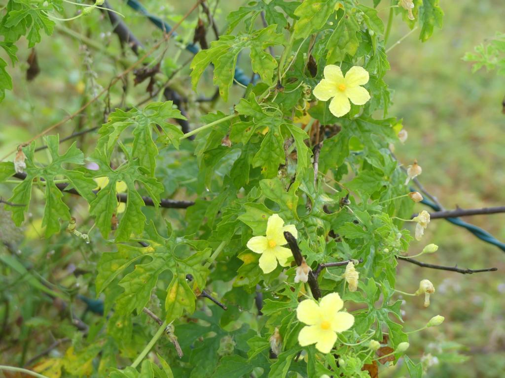 Momordica charantia var. muricata bitter gourd flowers