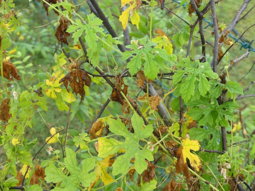 Momordica charantia var. muricata bitter gourd leaves