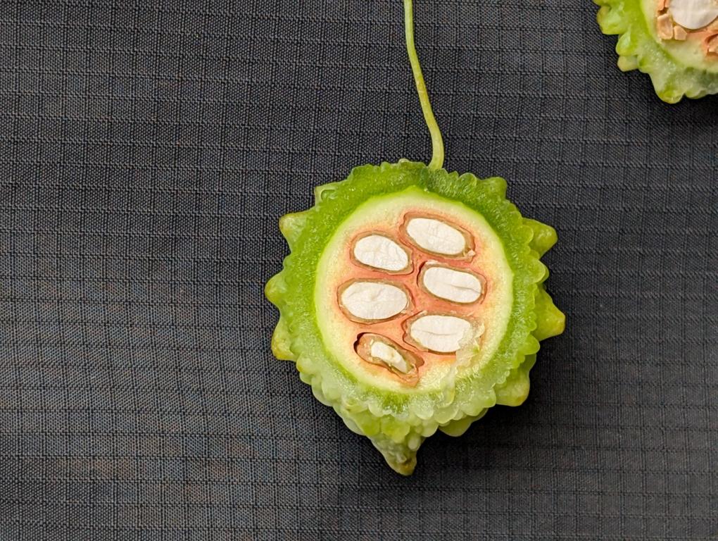 Cut-away through a Momordica charantia var. muricata bitter gourd