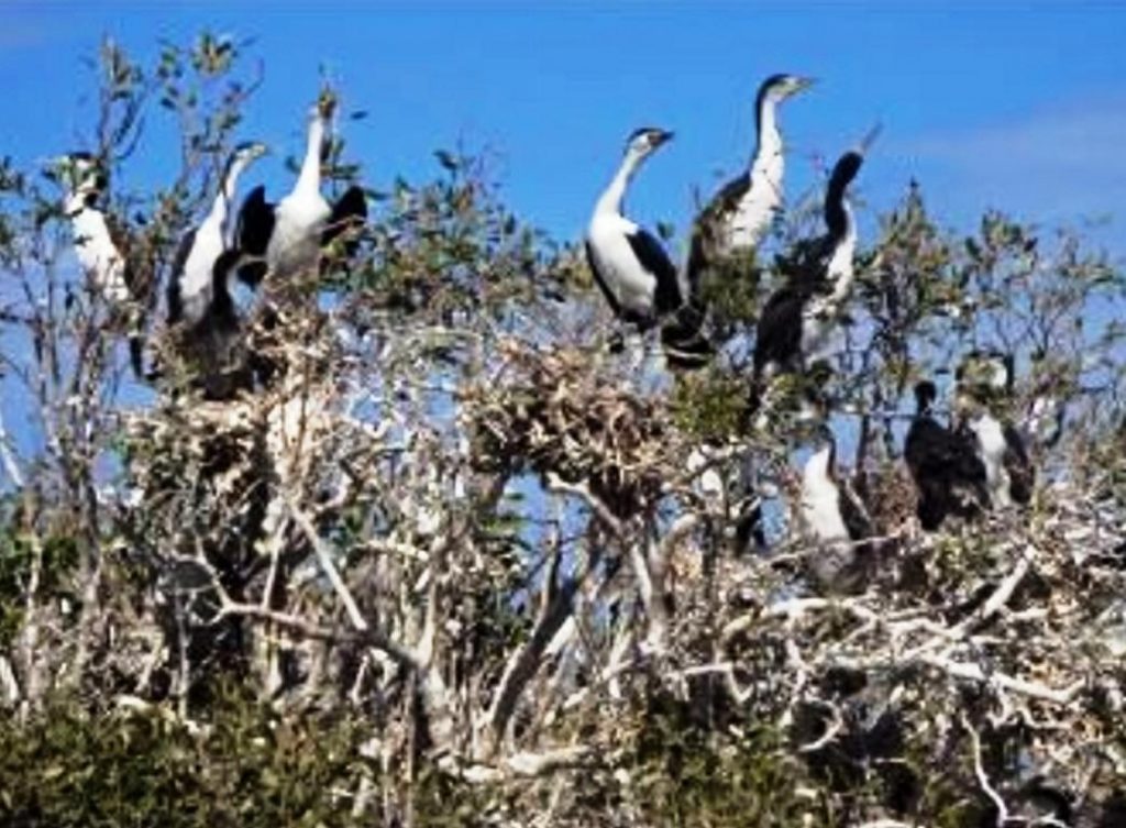 Pied cormorant colony in the mangroves. © Mike Heithaus