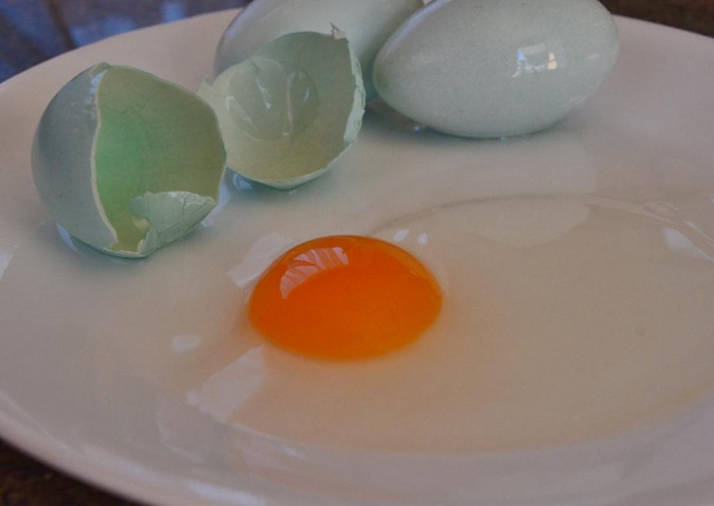 Pied cormorant eggs, collected by Malgana Aboriginals at the Shark Bay area. © Jan and Russ