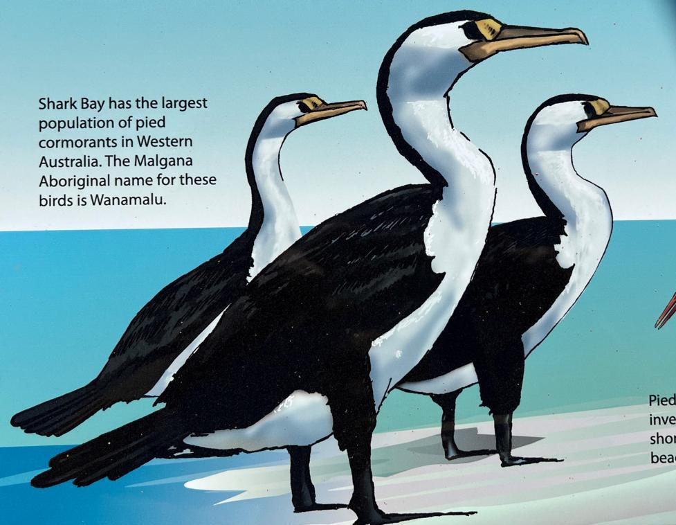 Appearance of Pied cormorants