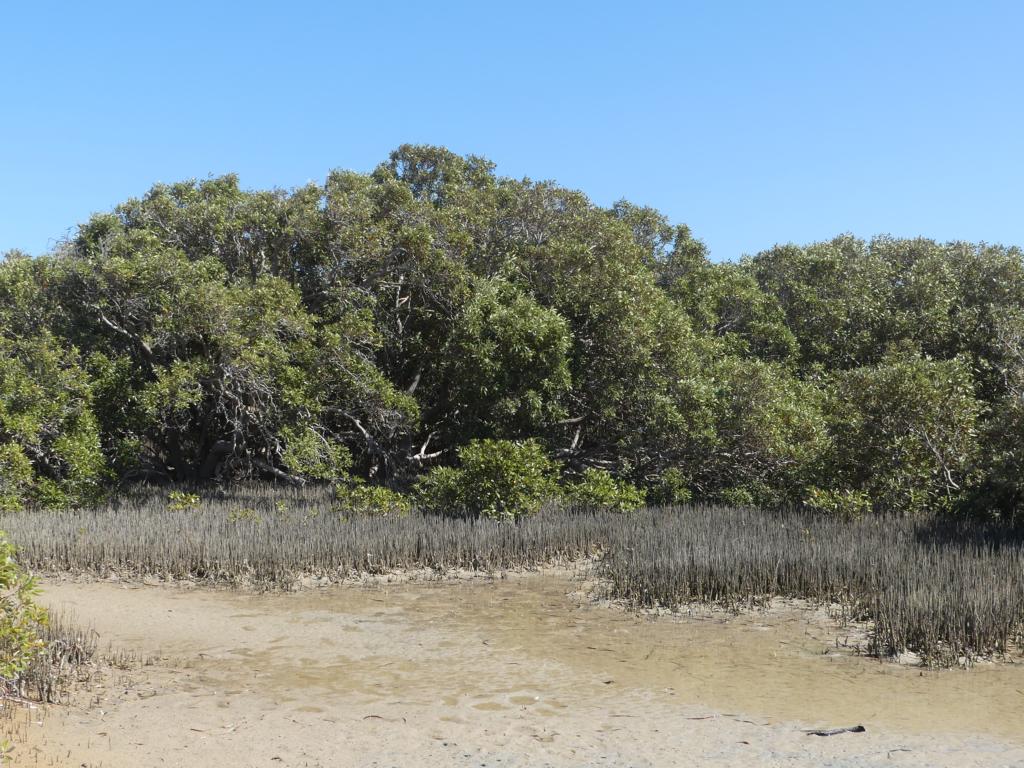 Typical mangrove area in Shark Bay, where Pied cormorants are nesting