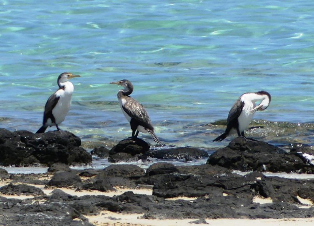 Pied cormorants on the rocks.